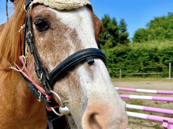CASALETTO EQUESTRIAN CENTER 2024-02-25 alle 23.24.50