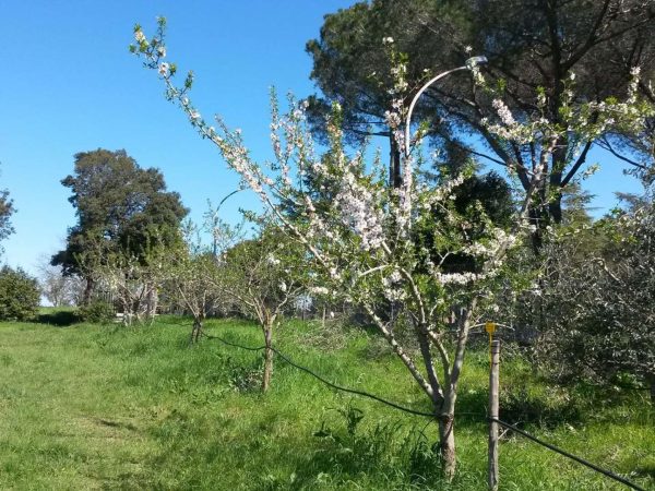 Il giardino dei frutti perduti 26-02-2024 alle 17.09.58 3