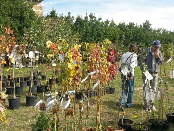 Il giardino dei frutti perduti 26-02-2024 alle 17.09.58 4
