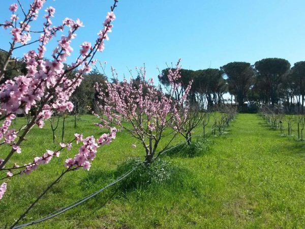 Il giardino dei frutti perduti 26-02-2024 alle 17.09.58 5