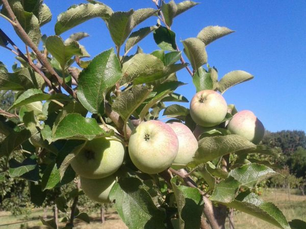 Il giardino dei frutti perduti 26-02-2024 alle 17.09.58 7