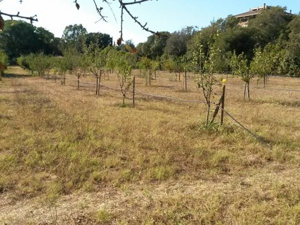 Il giardino dei frutti perduti 26-02-2024 alle 17.09.58 8