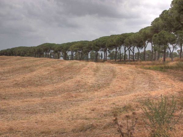 Tenuta dei massimi
