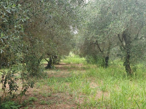 oliveto Parco delle Rose