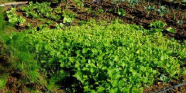 orti valle dei casali