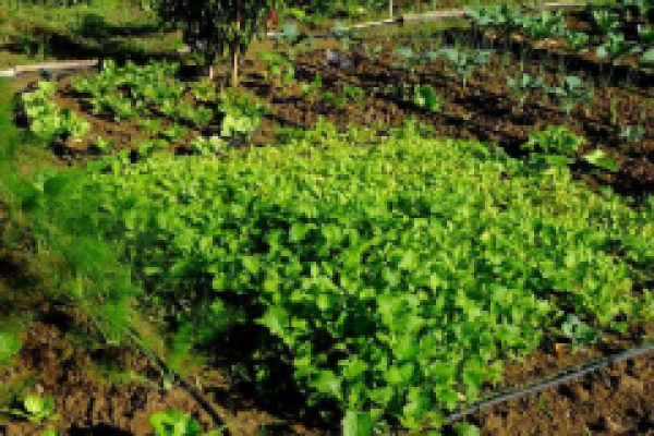 orti valle dei casali