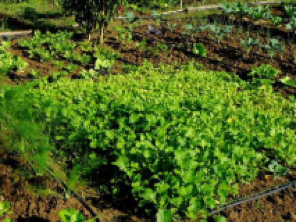 orti valle dei casali